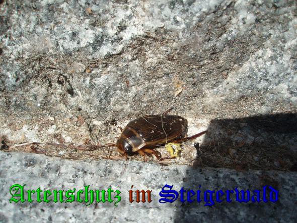 Bild zum Eintrag (36556-160)