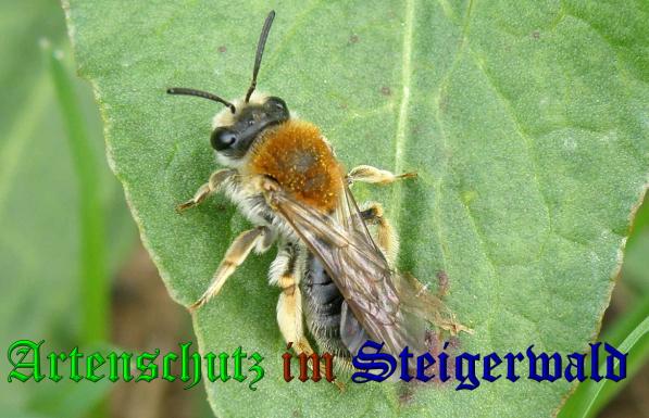 Copyright AiS- Albert Meier Bild zum Eintrag (36568-160)