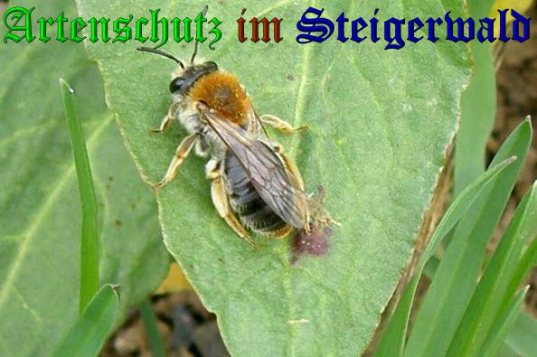 Copyright AiS- Albert Meier Bild zum Eintrag (36569-160)
