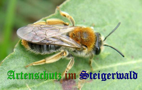 Copyright AiS- Albert Meier Bild zum Eintrag (36570-160)