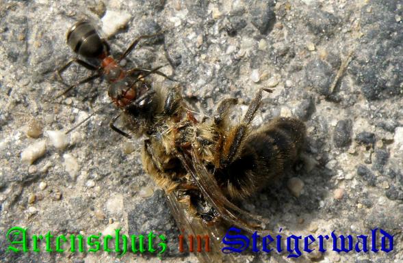 Copyright AiS- Albert Meier Bild zum Eintrag (36620-160)