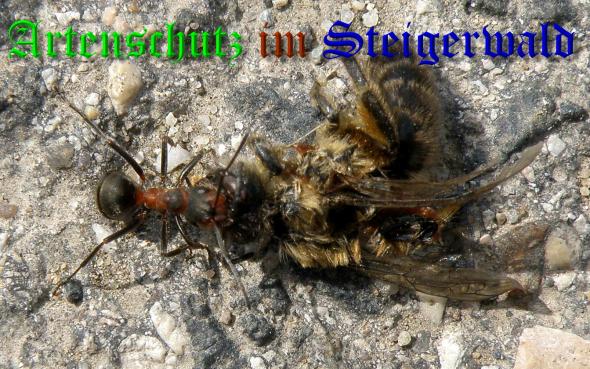 Copyright AiS- Albert Meier Bild zum Eintrag (36621-160)