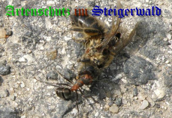 Copyright AiS- Albert Meier Bild zum Eintrag (36623-160)