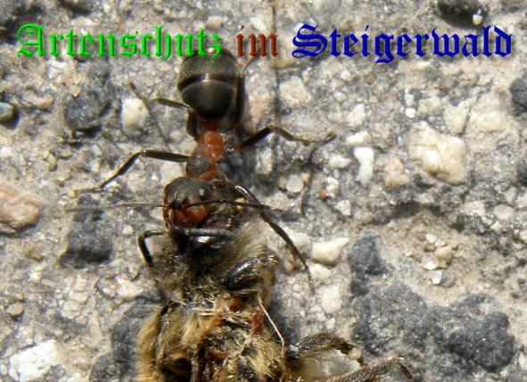 Copyright AiS- Albert Meier Bild zum Eintrag (36624-160)