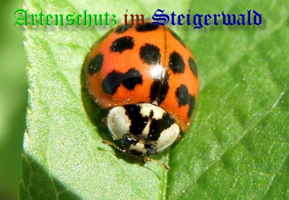Copyright AiS- Albert Meier Bild zum Eintrag (36690-160)