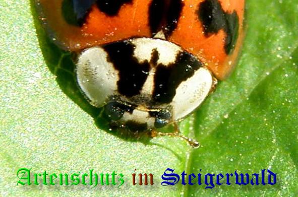 Copyright AiS- Albert Meier Bild zum Eintrag (36692-160)