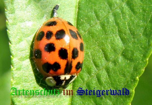 Copyright AiS- Albert Meier Bild zum Eintrag (36693-160)