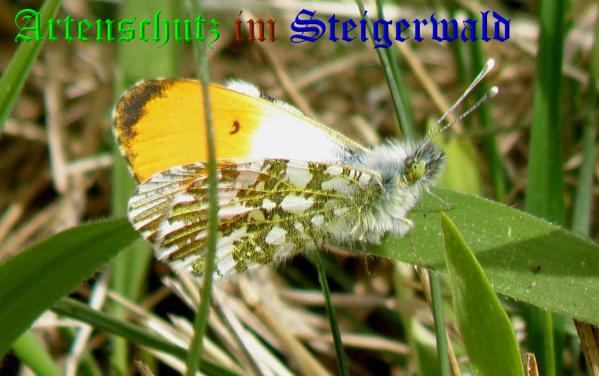 Copyright AiS- Albert Meier Bild zum Eintrag (36715-160)