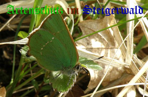Copyright AiS- Albert Meier Bild zum Eintrag (36716-160)