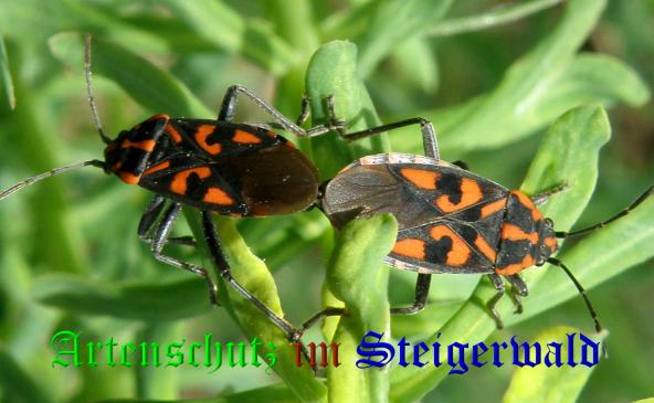 Copyright AiS- Albert Meier Bild zum Eintrag (36719-160)