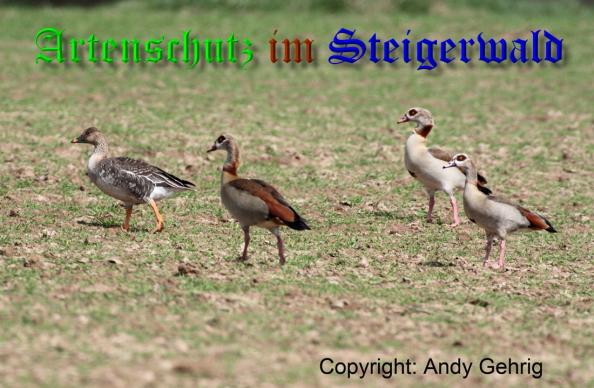 Copyright AiS - Andy Gehrig Bild zum Eintrag (36723-160)
