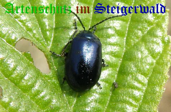 Copyright AiS- Albert Meier Bild zum Eintrag (36734-160)