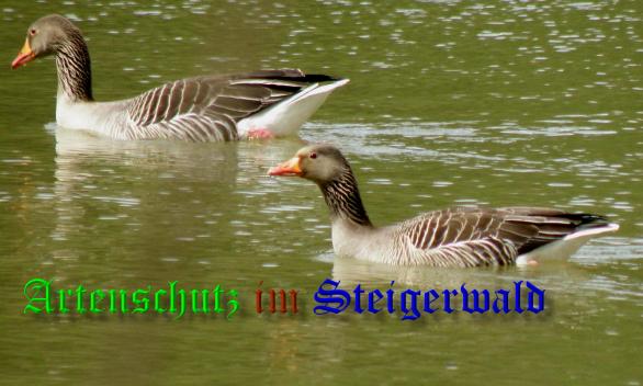 Copyright AiS- Albert Meier Bild zum Eintrag (36736-160)