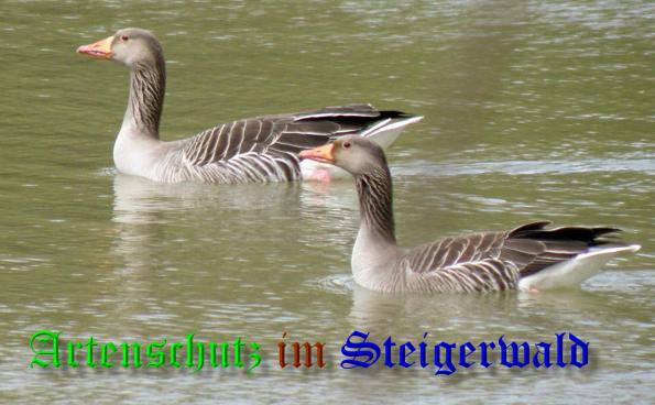 Copyright AiS- Albert Meier Bild zum Eintrag (36738-160)