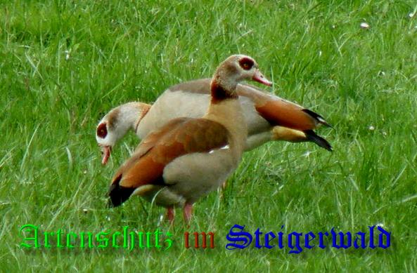 Copyright AiS- Albert Meier Bild zum Eintrag (36740-160)