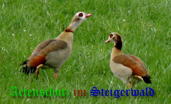 Copyright AiS- Albert Meier Bild zum Eintrag (36742-160)
