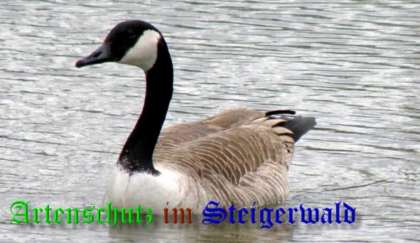 Copyright AiS- Albert Meier Bild zum Eintrag (36745-160)