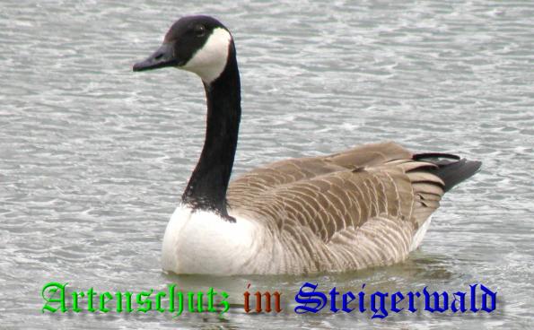 Copyright AiS- Albert Meier Bild zum Eintrag (36746-160)