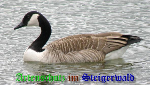 Copyright AiS- Albert Meier Bild zum Eintrag (36747-160)