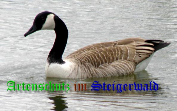 Copyright AiS- Albert Meier Bild zum Eintrag (36748-160)