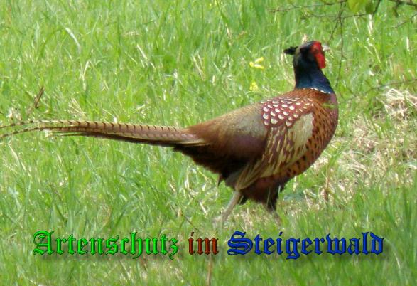 Copyright AiS- Albert Meier Bild zum Eintrag (36805-160)