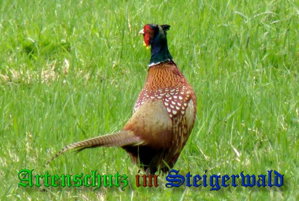 Copyright AiS- Albert Meier Bild zum Eintrag (36806-160)