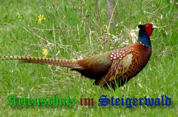 Copyright AiS- Albert Meier Bild zum Eintrag (36807-160)