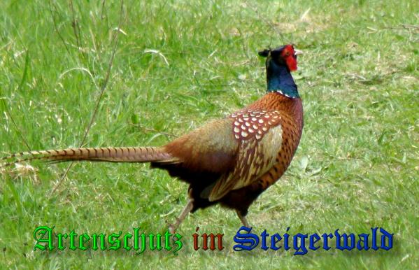 Copyright AiS- Albert Meier Bild zum Eintrag (36808-160)