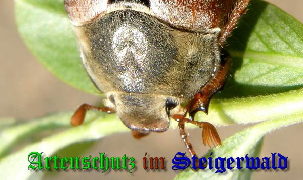 Copyright AiS- Albert Meier Bild zum Eintrag (36852-160)