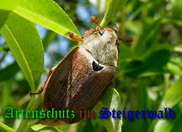 Copyright AiS- Albert Meier Bild zum Eintrag (36853-160)