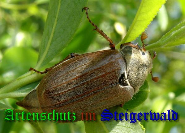 Copyright AiS- Albert Meier Bild zum Eintrag (36855-160)