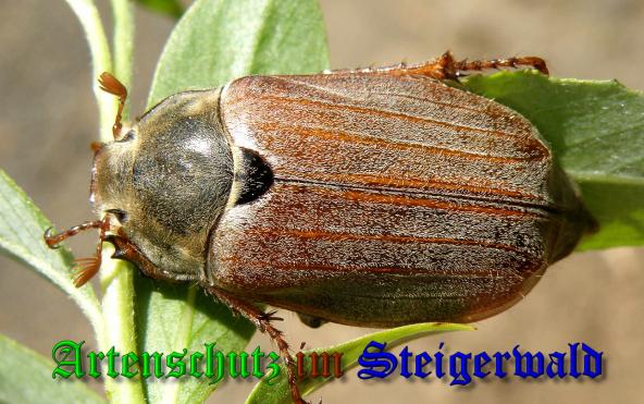 Copyright AiS- Albert Meier Bild zum Eintrag (36858-160)