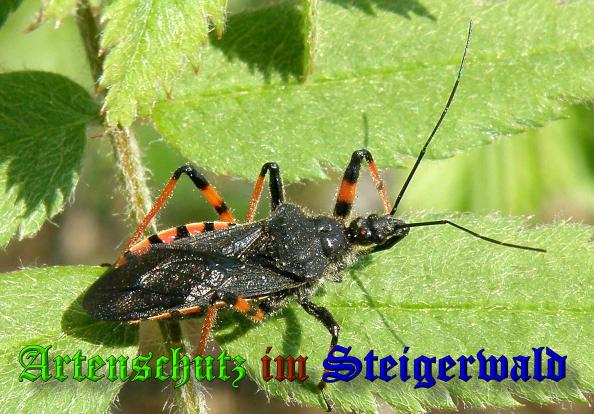 Copyright AiS- Albert Meier Bild zum Eintrag (36913-160)