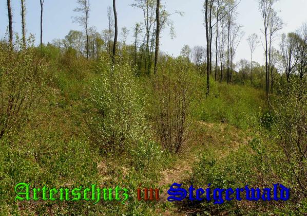 Copyright AiS- Albert Meier Bild zum Eintrag (36914-160)