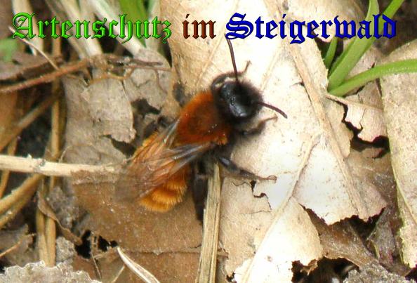 Copyright AiS- Albert Meier Bild zum Eintrag (37055-160)