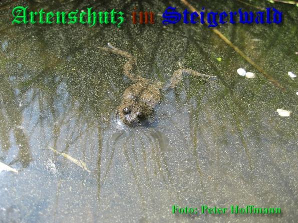 Copyright AiS - Peter Hoffmann Bild zum Eintrag (37105-160)