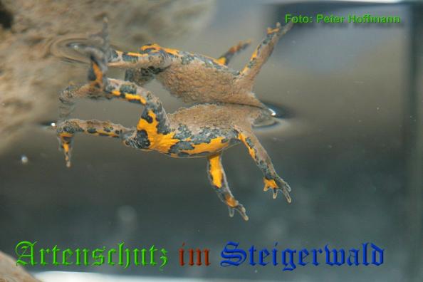 Copyright AiS - Peter Hoffmann Bild zum Eintrag (37125-160)