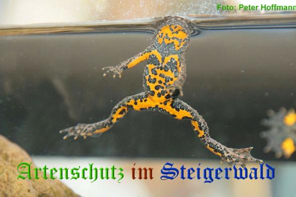 Copyright AiS - Peter Hoffmann Bild zum Eintrag (37127-160)