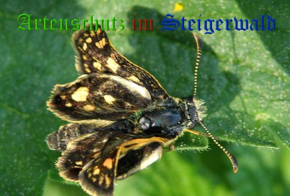 Copyright AiS- Albert Meier Bild zum Eintrag (37136-160)
