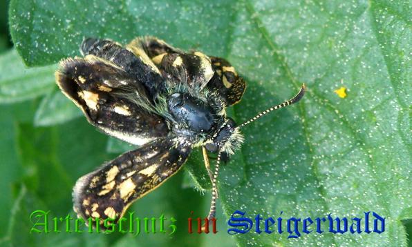Copyright AiS- Albert Meier Bild zum Eintrag (37137-160)