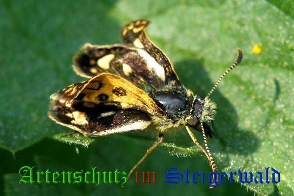Copyright AiS- Albert Meier Bild zum Eintrag (37138-160)