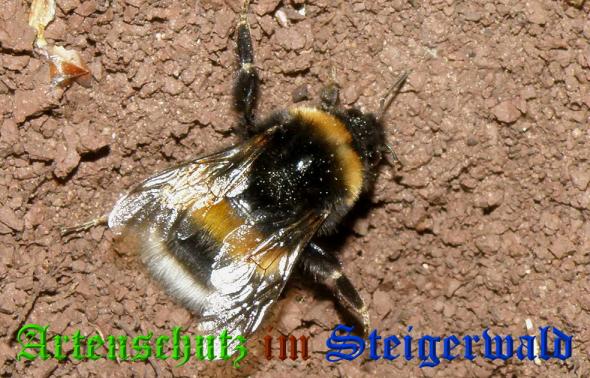 Copyright AiS- Albert Meier Bild zum Eintrag (37141-160)
