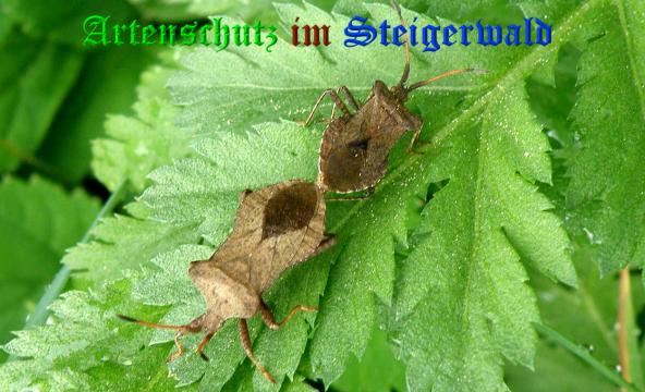 Copyright AiS- Albert Meier Bild zum Eintrag (37184-160)