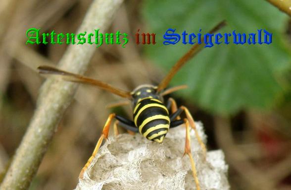 Copyright AiS- Albert Meier Bild zum Eintrag (37193-160)