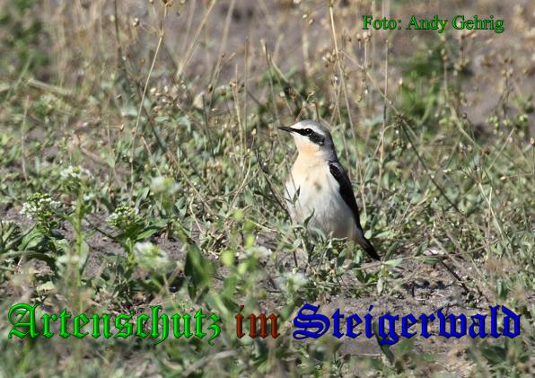 Copyright AiS - Gehrig Bild zum Eintrag (37487-160)