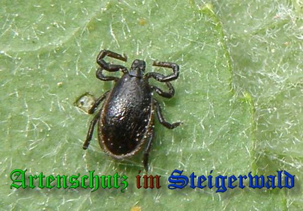 Copyright AiS- Albert Meier Bild zum Eintrag (37583-160)