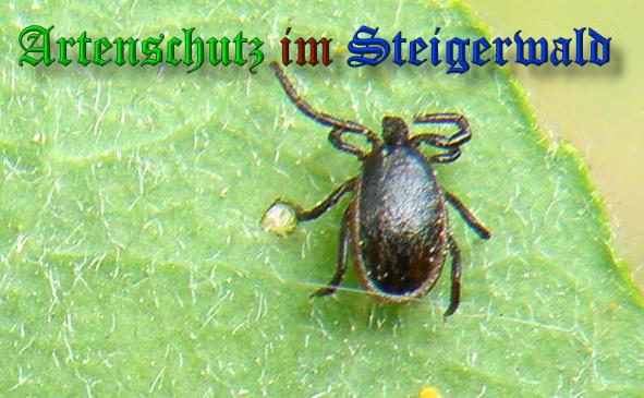 Copyright AiS- Albert Meier Bild zum Eintrag (37584-160)