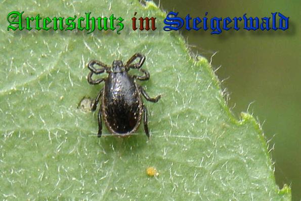 Copyright AiS- Albert Meier Bild zum Eintrag (37585-160)