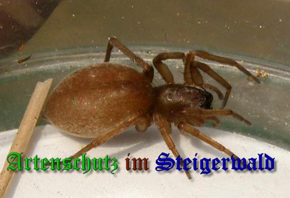Copyright AiS- Albert Meier Bild zum Eintrag (37589-160)