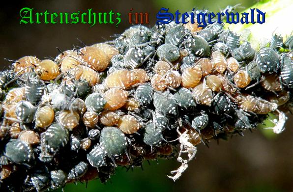 Copyright AiS- Albert Meier Bild zum Eintrag (37606-160)
